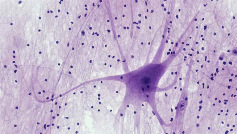 Memory Abilities Found In Unexpected Cells Outside The Brain (M)